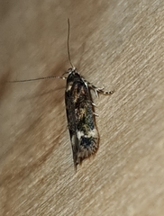 Caryocolum junctella