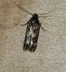 Caryocolum junctella