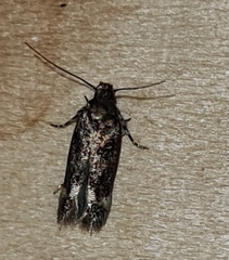 Caryocolum junctella