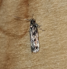 Caryocolum junctella