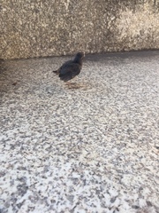 Phoenicurus ochruros