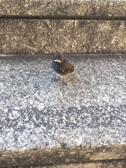 Phoenicurus ochruros