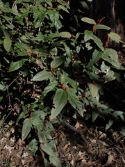 Lasiopetalum macrophyllum