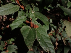 Lasiopetalum macrophyllum