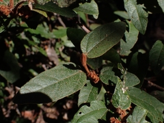 Lasiopetalum macrophyllum