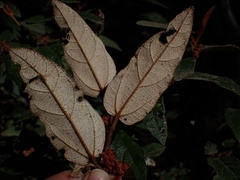 Lasiopetalum macrophyllum