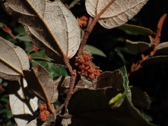 Lasiopetalum macrophyllum
