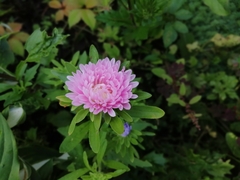Stokesia