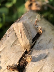 Mythimna pallens