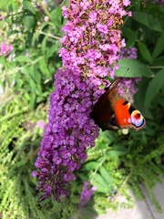 Aglais io