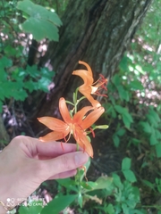 Lilium distichum
