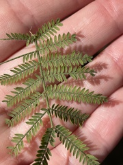 Acacia pubescens