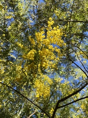 Acacia pubescens
