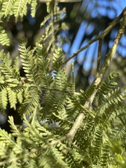 Acacia pubescens