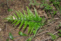 Asplenium appendiculatum
