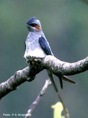Hemiprocne coronata