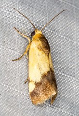 Acontia thapsina