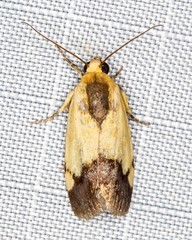 Acontia thapsina