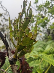 Korthalsella complanata