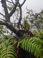 Korthalsella complanata