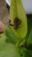 Pseudomictis distinctus