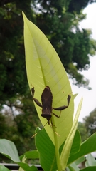 Pseudomictis distinctus