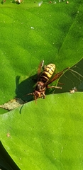Vespa crabro
