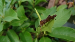 Pseudomictis distinctus