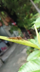 Pseudomictis distinctus