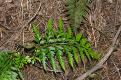 Asplenium appendiculatum