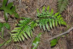 Asplenium appendiculatum