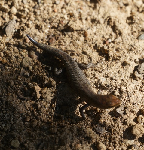 Whitsunday Rainbow Skink, Carlia inconnexa