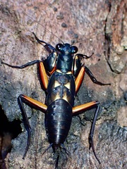 Metallyticus violaceus