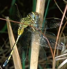 Orthetrum icteromelas