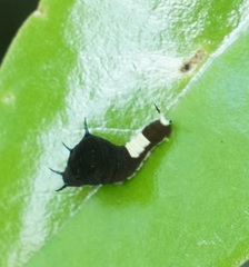 Graphium agamemnon ligatus