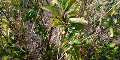 Aronia mitschurinii