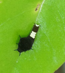 Graphium agamemnon ligatus