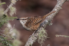 Spotted Wren photo 3