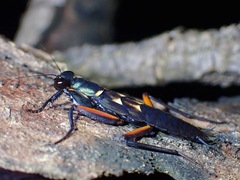 Metallyticus violaceus