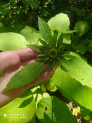 Carpesium macrocephalum