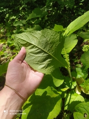 Carpesium macrocephalum