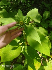 Carpesium macrocephalum