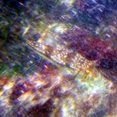 Torquigener pleurogramma