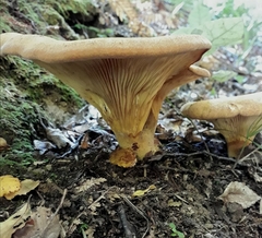 Austropaxillus