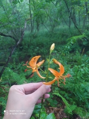 Lilium distichum
