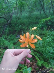 Lilium distichum