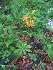 Lilium distichum