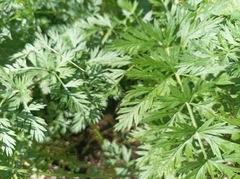 Daucus carota sativus