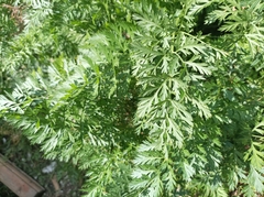 Daucus carota sativus