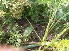 Daucus carota sativus